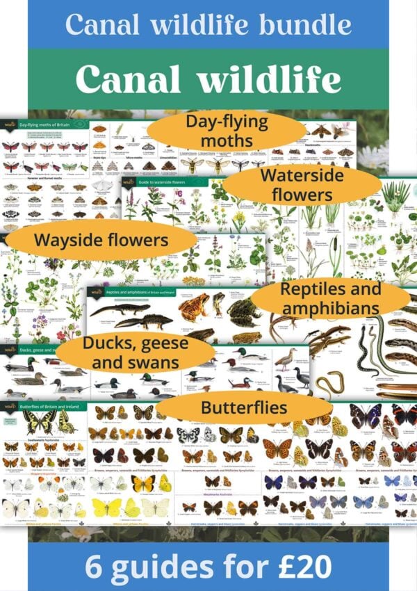 Canal wildlife bundle