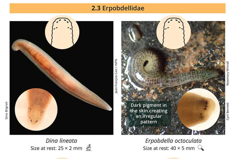 AIDGAP freshwater leeches species accounts