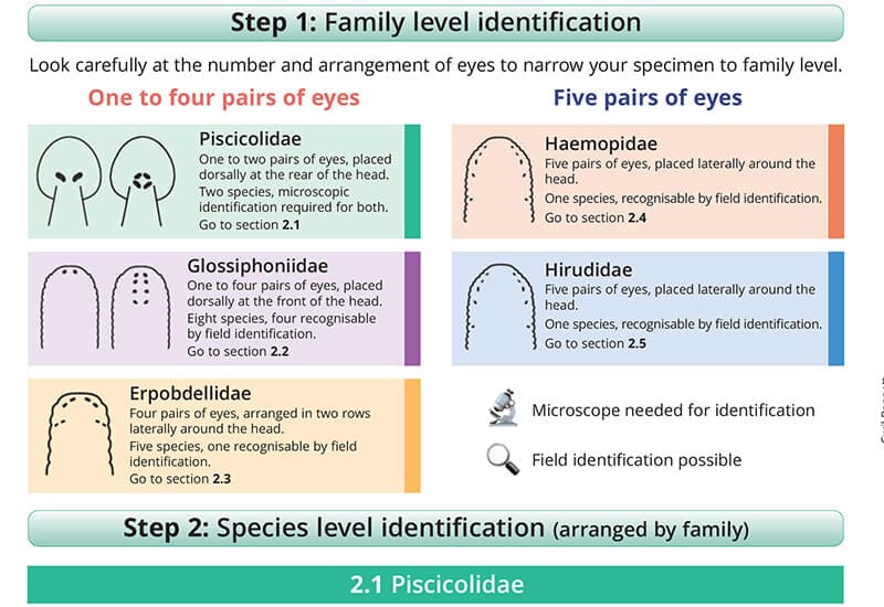 AIDGAP freshwater leeches family identification panel