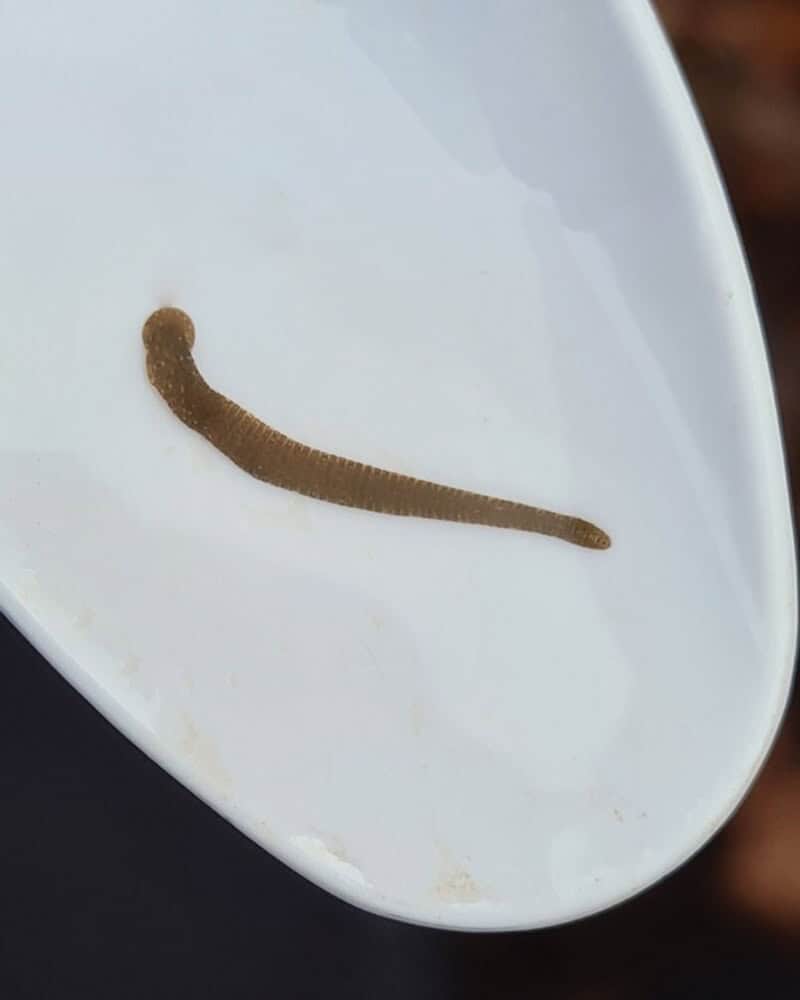 Duck Leech on a white spoon