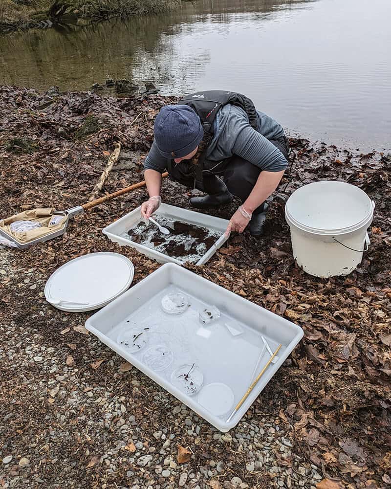 Searching for leeches in a pond dipping sample