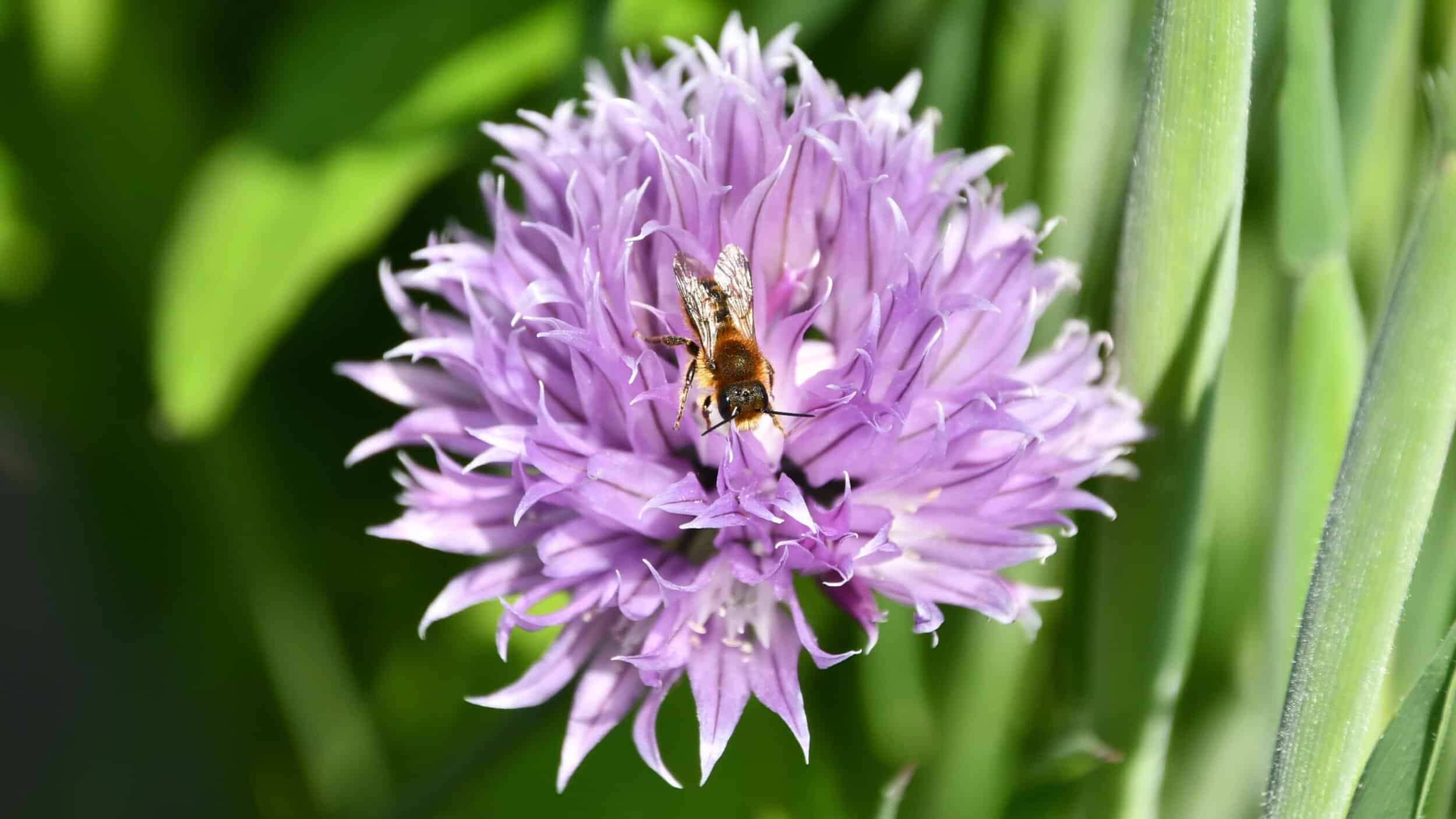 Gardening for pollinators – Field Studies Council
