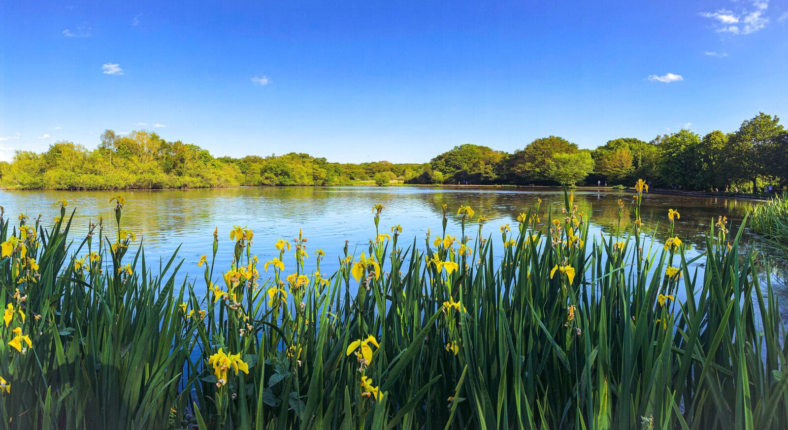 yellow iris epping forest