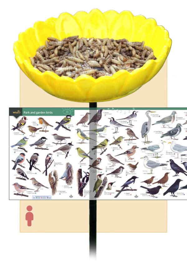 Sunflower feeder and bird guide