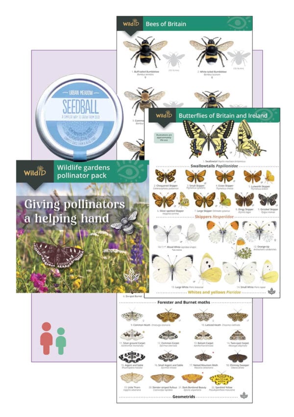 Pollinator pack Urban meadow