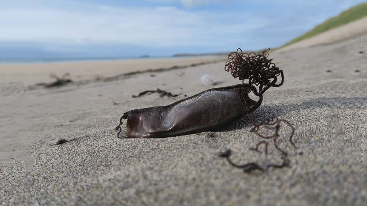 Nursehound eggcase (c) Sandra Barnes