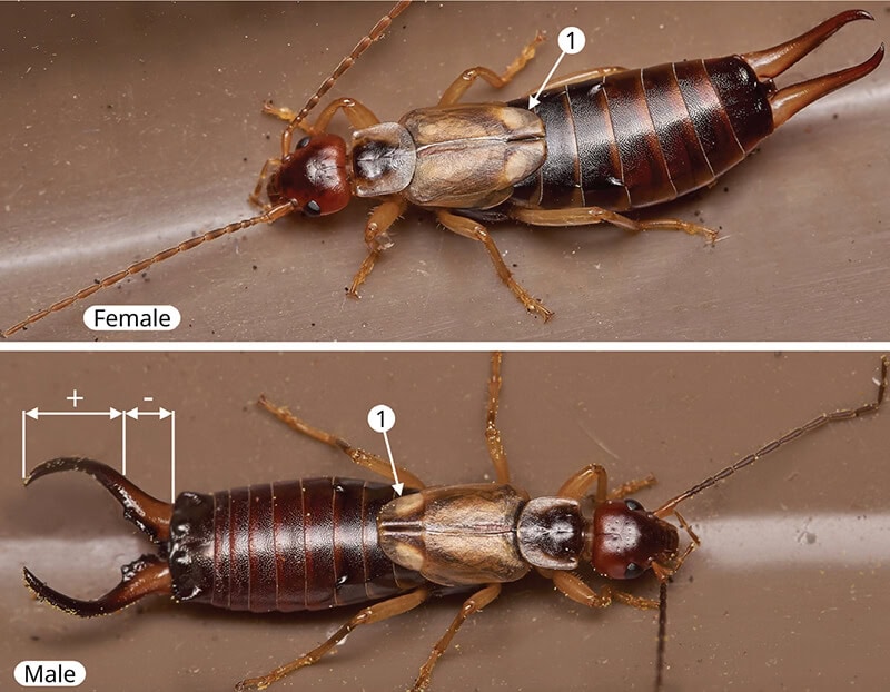 Common Earwig characters: Orthoptera and Dermaptera AIDGAP extract