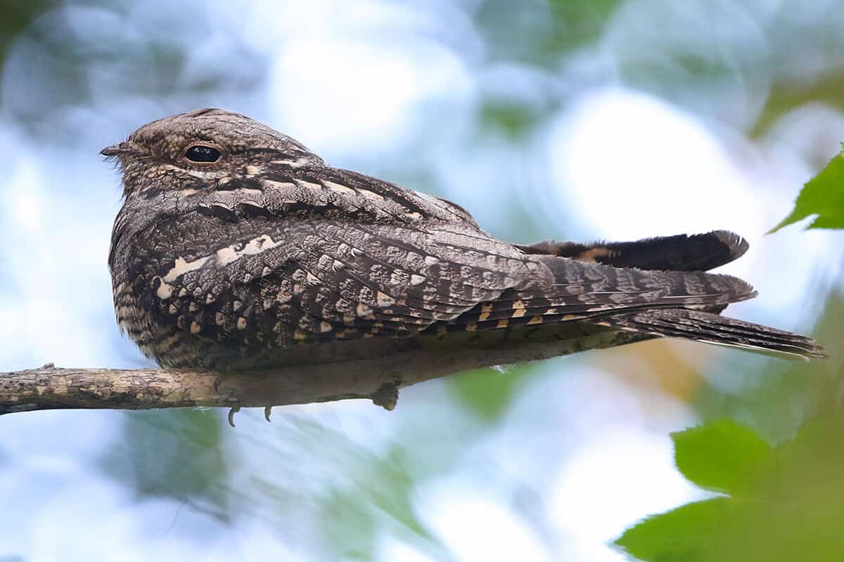 European nightjar Caprimulgus europaeus