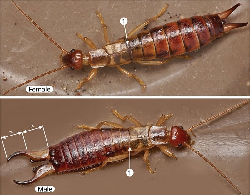 Lesne's Earwig characters: Orthoptera and Dermaptera AIDGAP extract