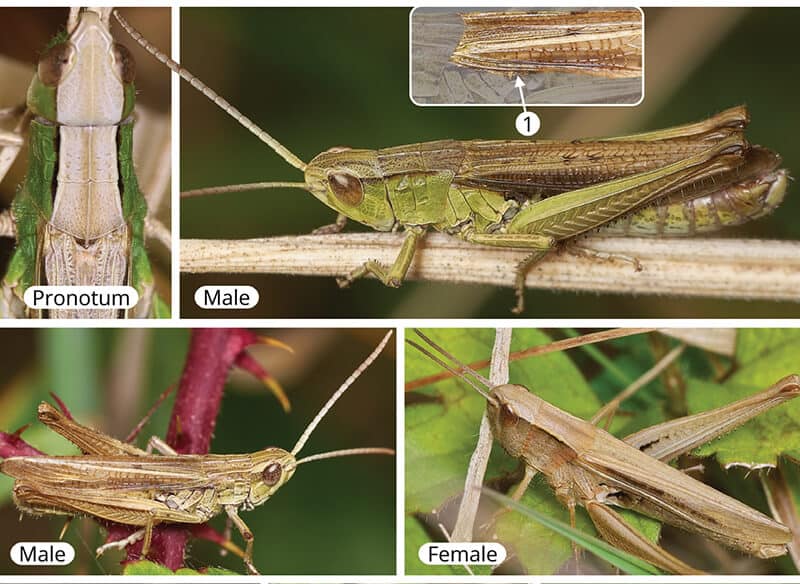 Lesser marsh grasshopper characters: Orthoptera and Dermaptera AIDGAP extract