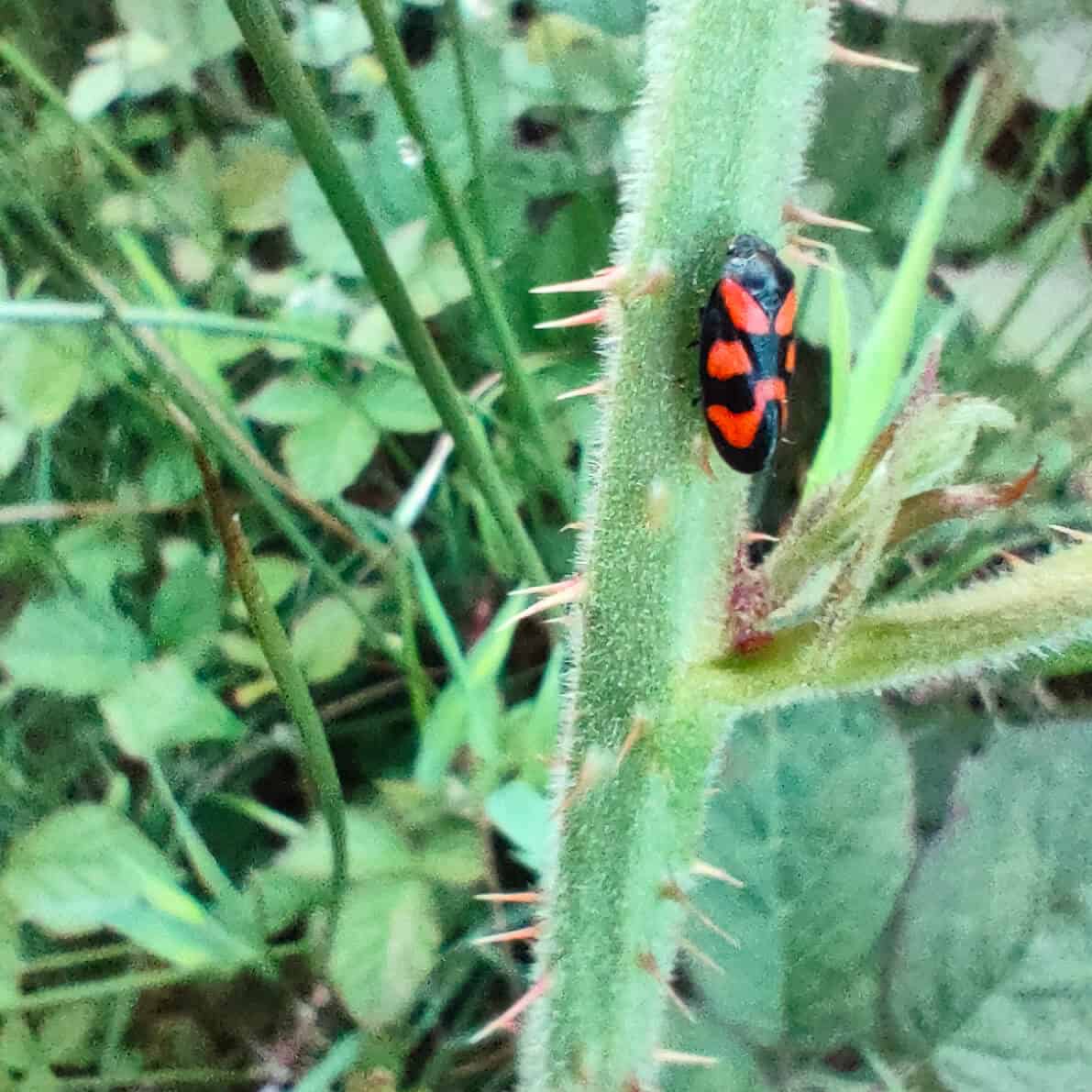 Red and black froghopper Cercopis vulnerata photoraphed at dusk