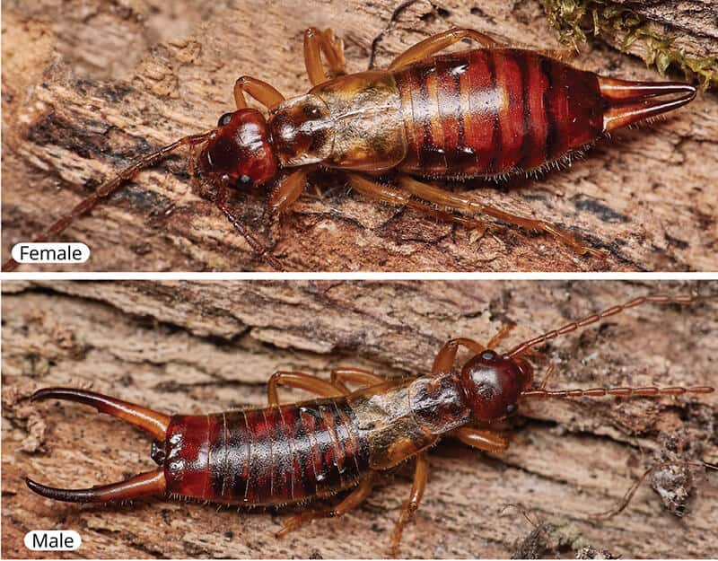 Short-winged Earwig characters: Orthoptera and Dermaptera AIDGAP extract