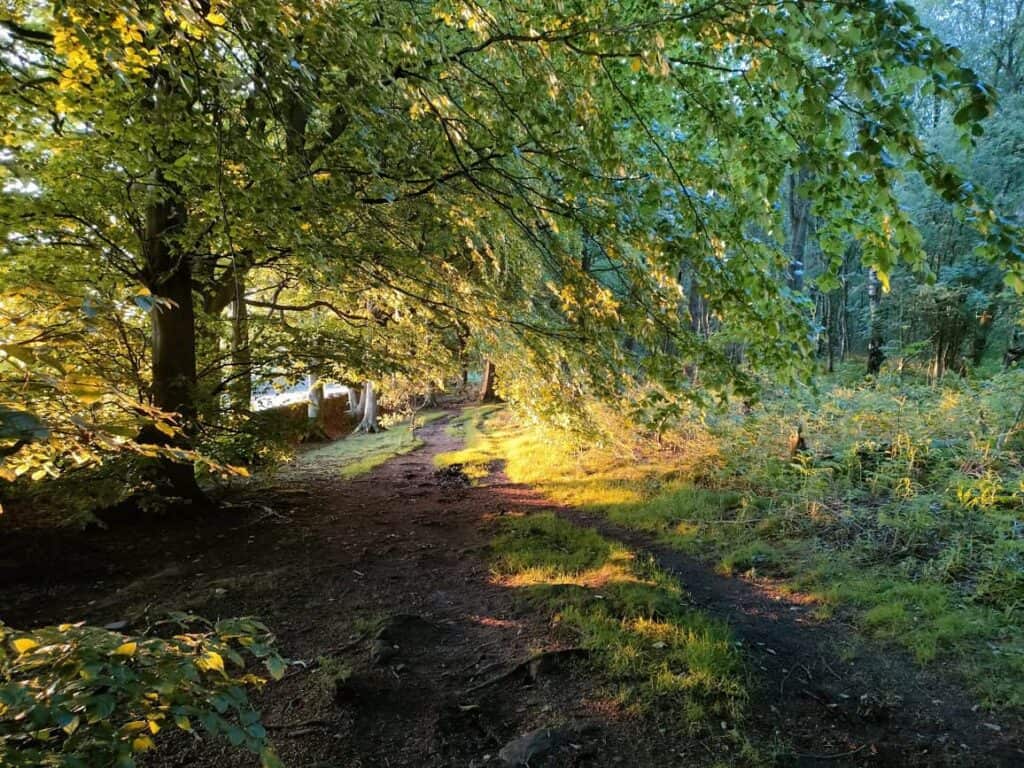 Nightjar habitat: evening view of Wayne Piece woodland in Derbyshire