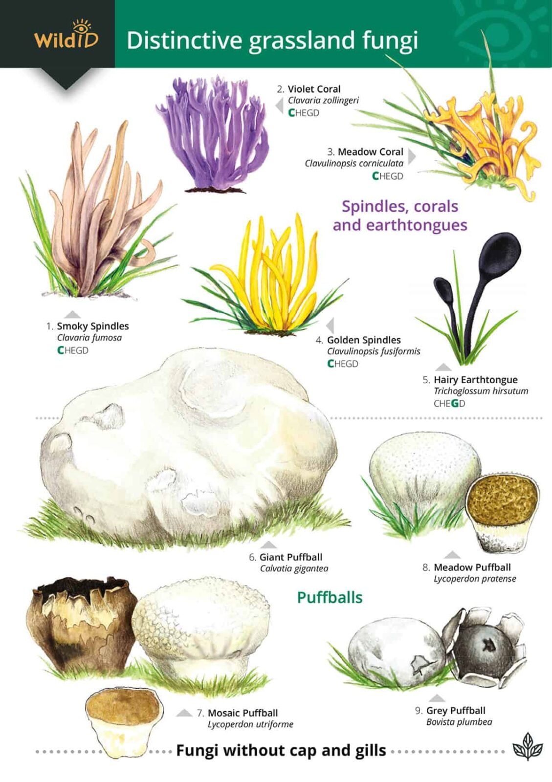 Distinctive grassland fungi