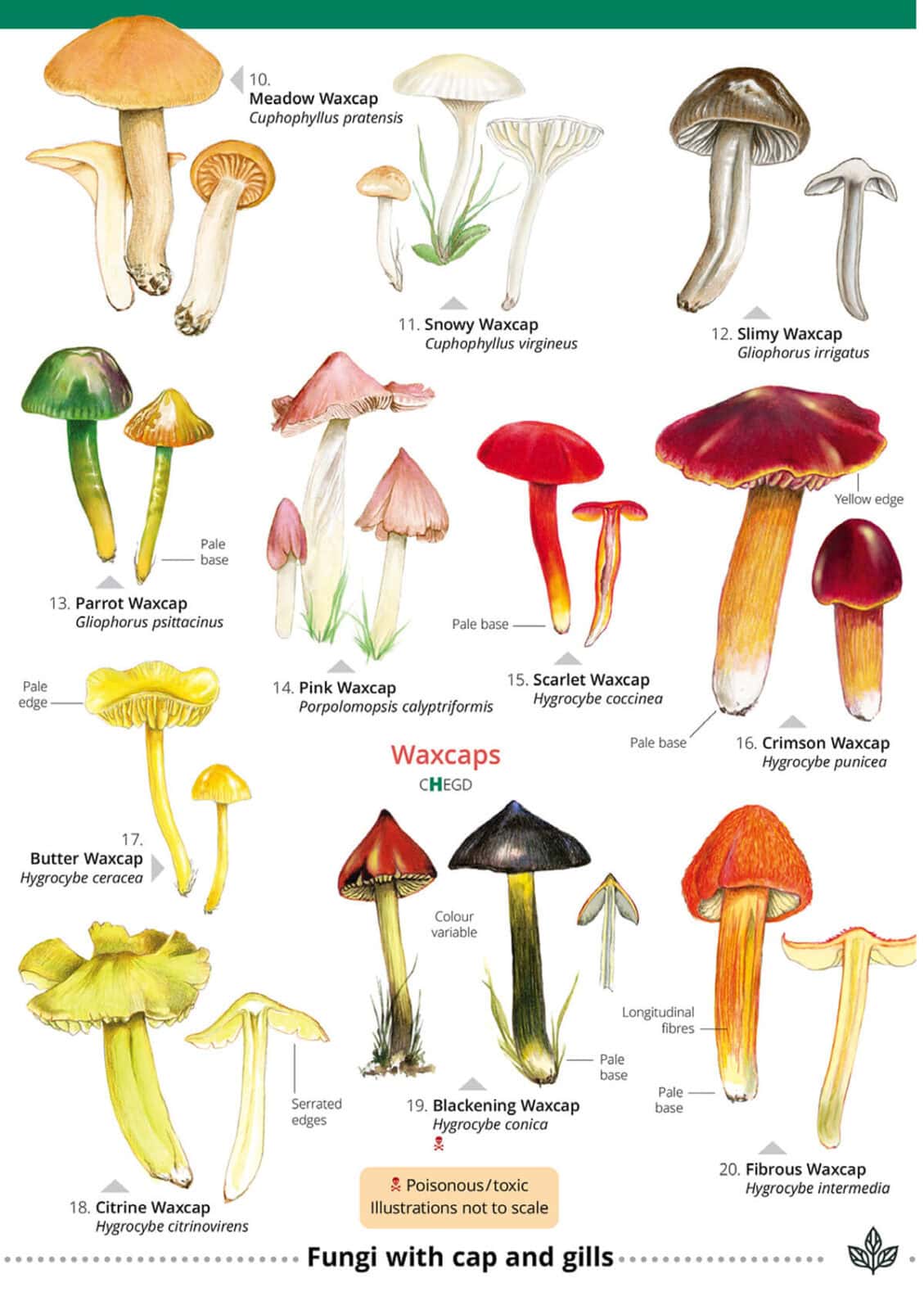 Distinctive grassland fungi