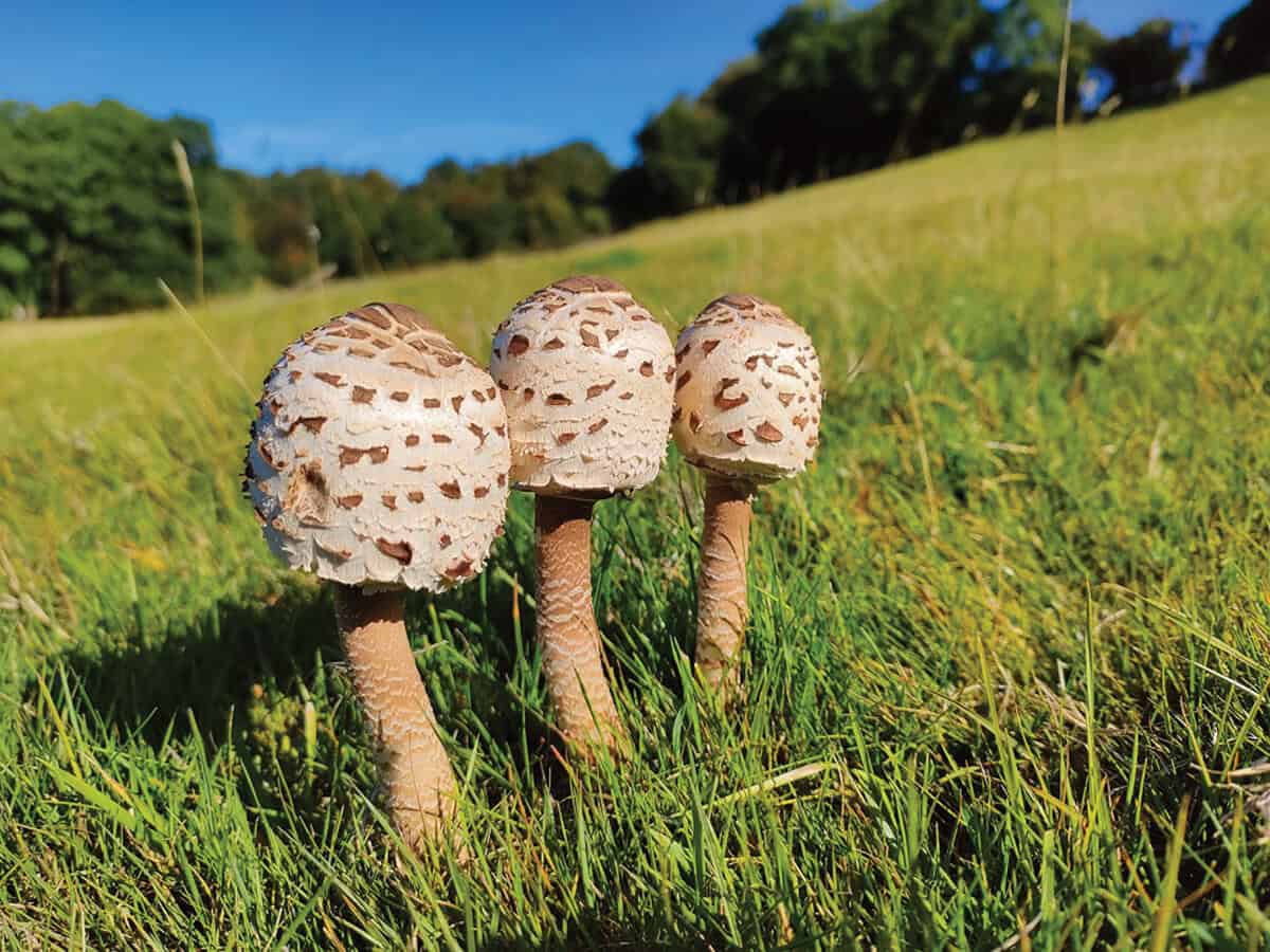 Group of parasol mushrooms in grassland