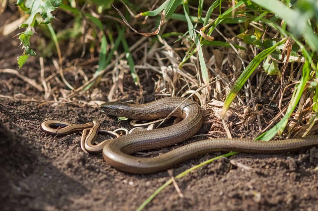 Amphibians And Reptiles Ecology Conservation And Surveying HAU 