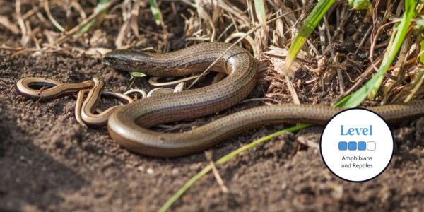 Slow worm adult and young. Promotional image for course. Intermediate badge.