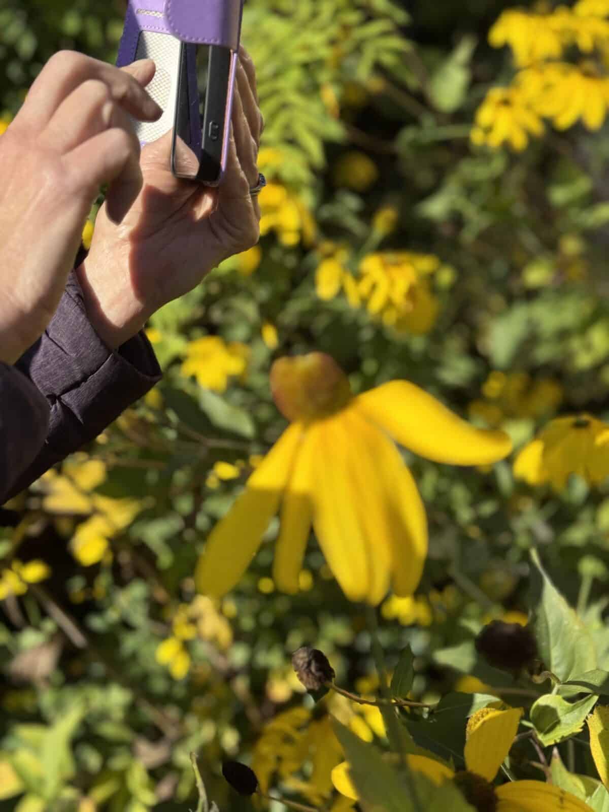 A photo of someone taking photos using their smartphone - Smartphone Photography