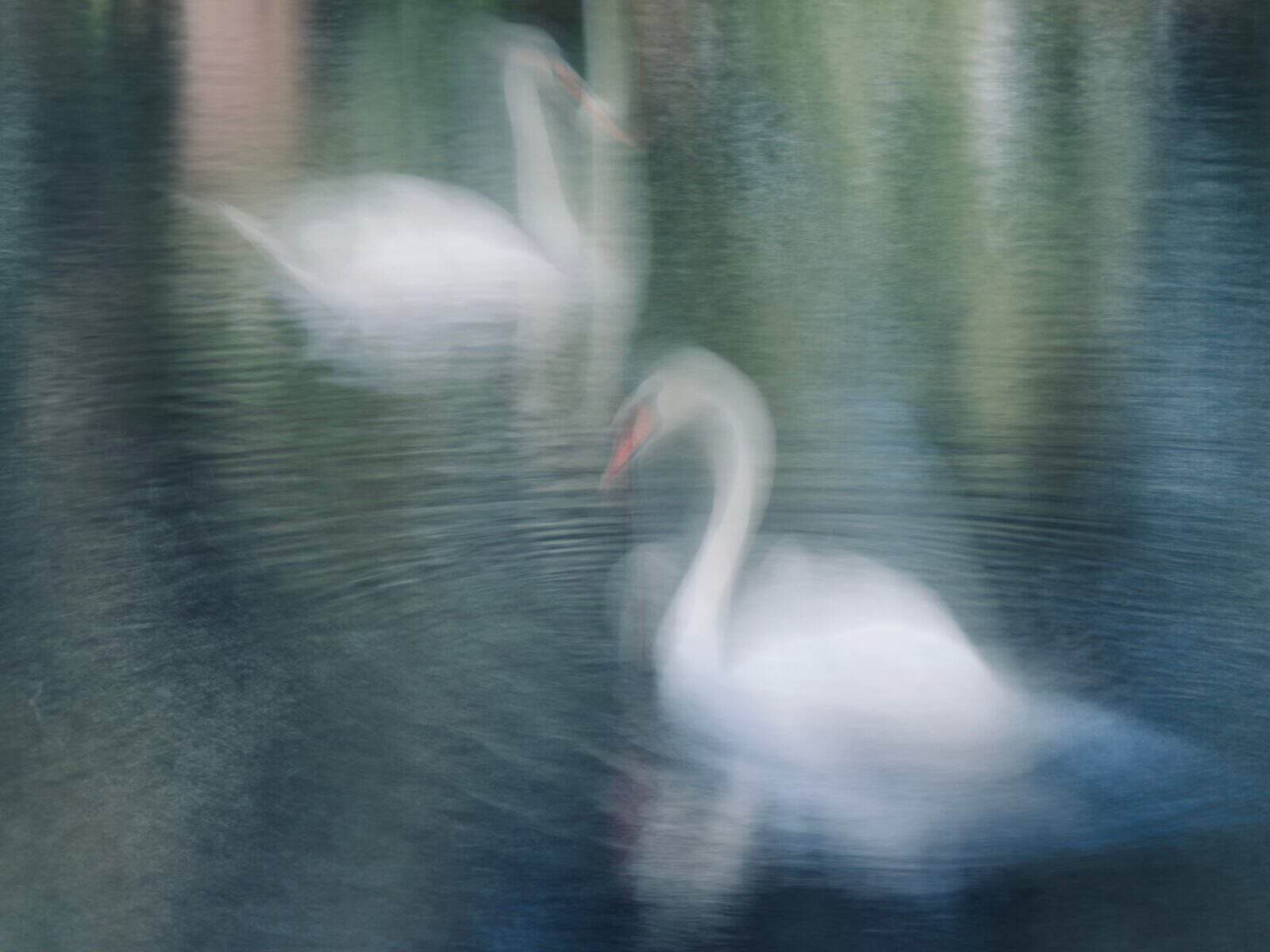 A photo of two swans - Smartphone Photography