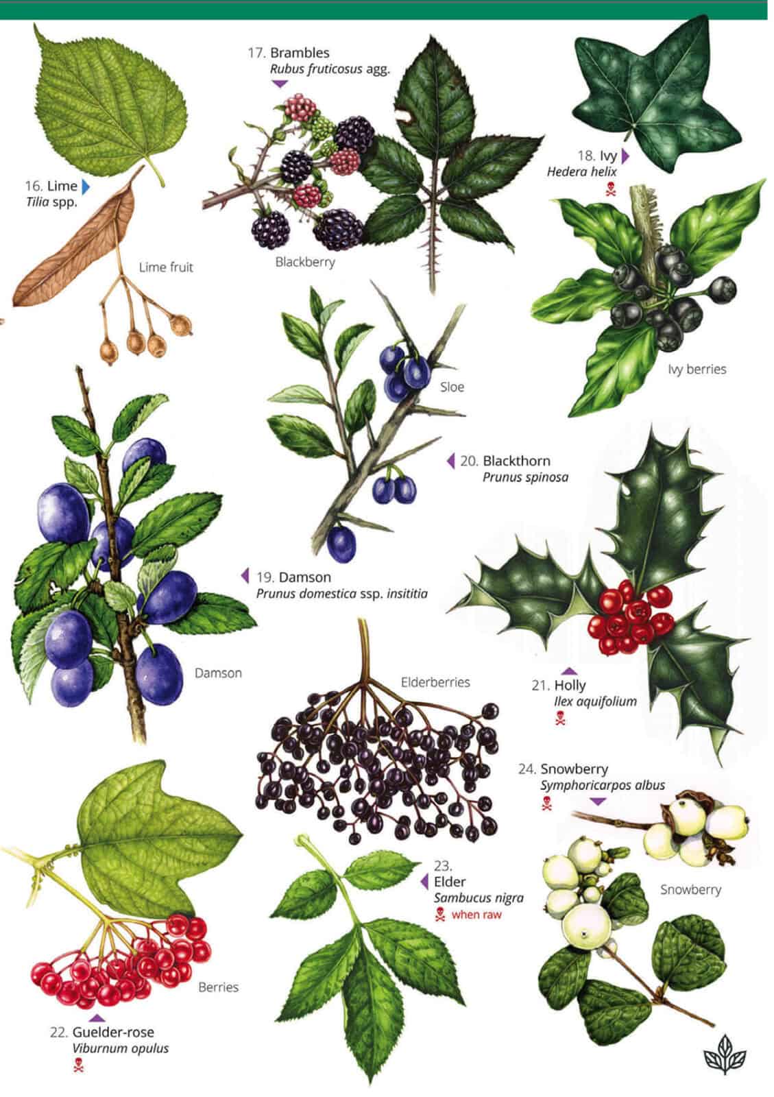 Autumn fruits and seeds