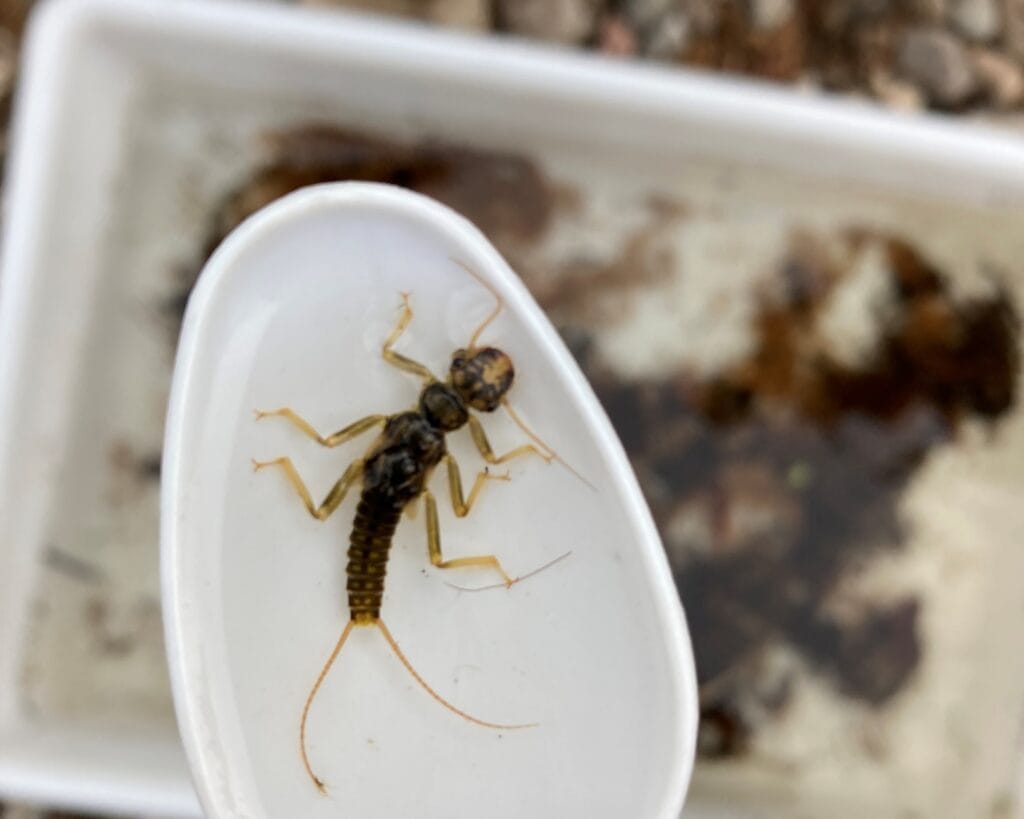 Orange striped stonefly nymph