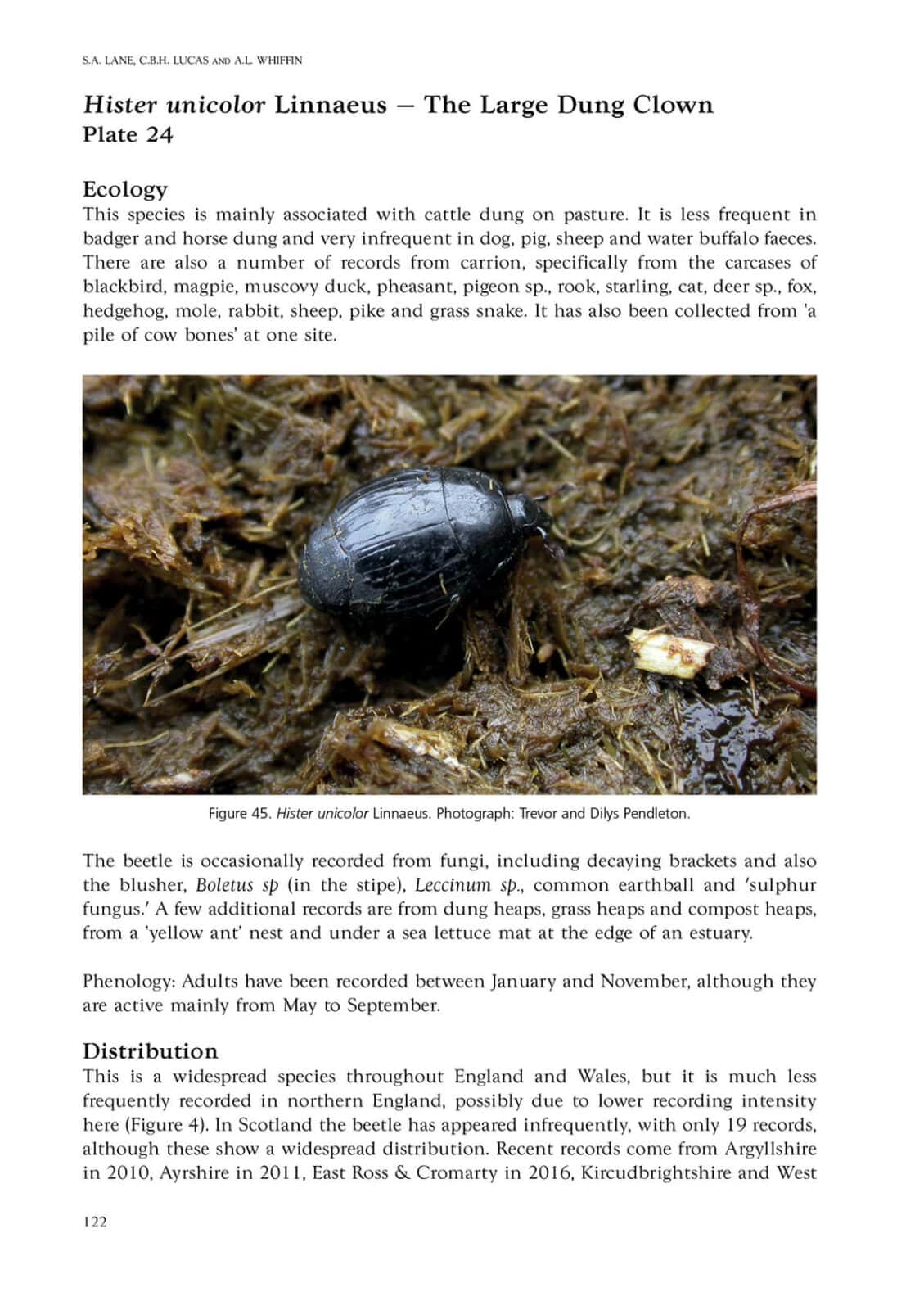 Histeridae and Silphidae atlas inner page