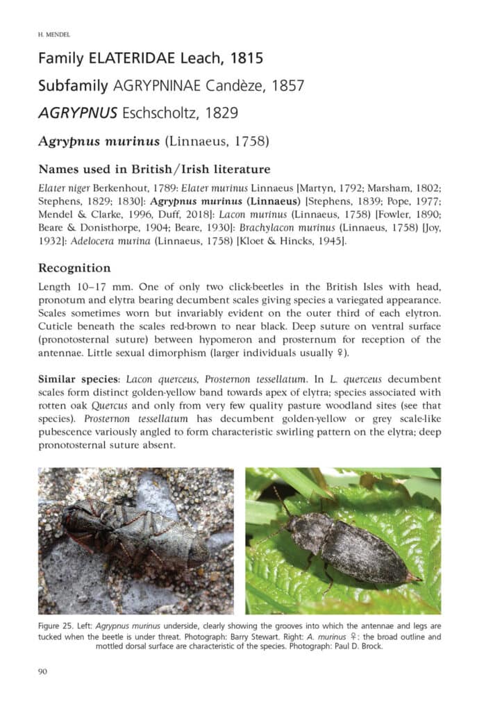 Click beetles atlas inside page