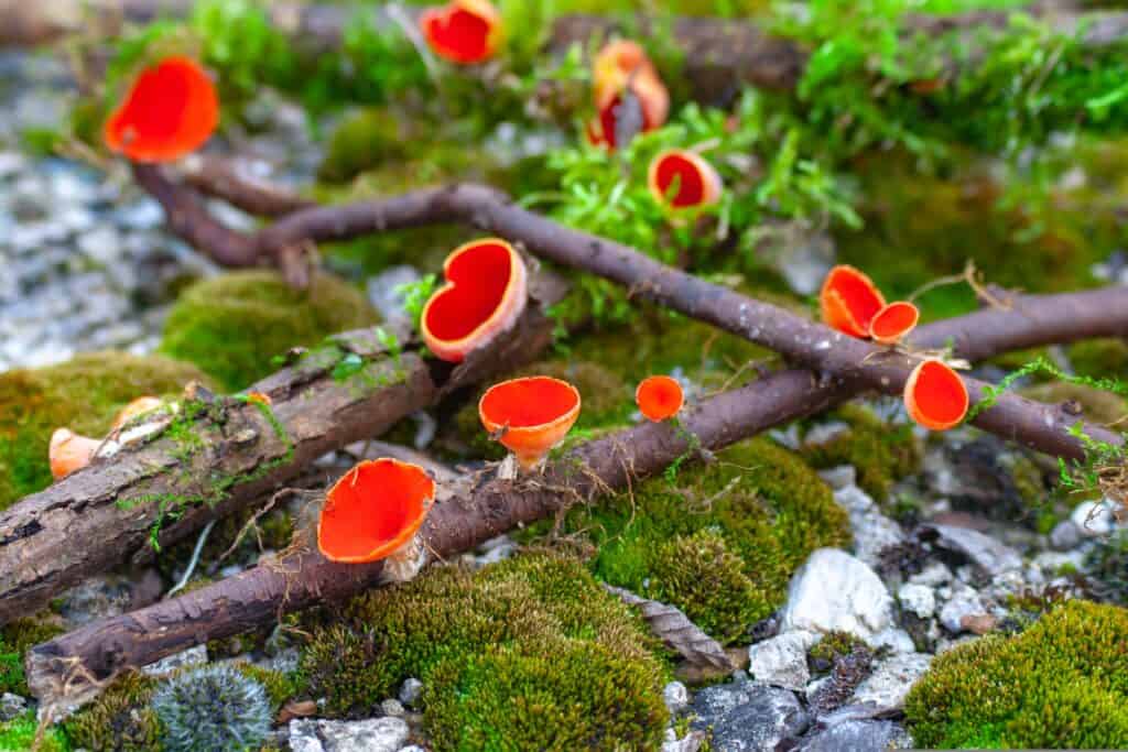Scarlet elf cups.