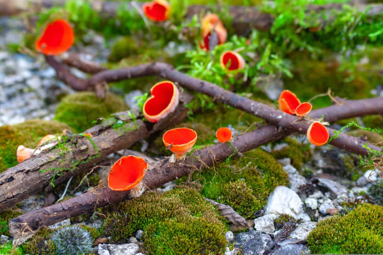 Scarlet elf cups.