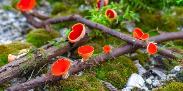 Scarlet elf cups.
