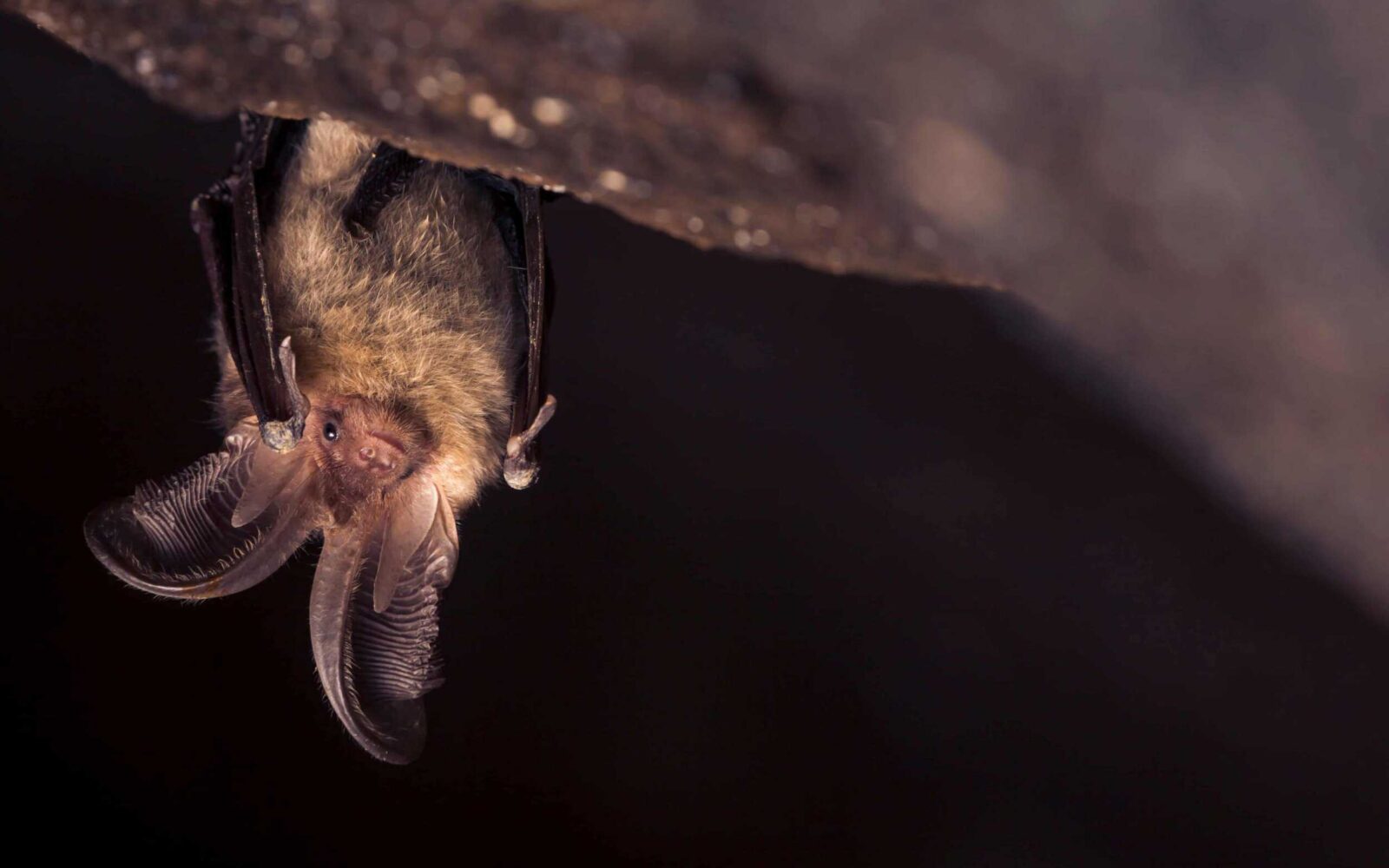 A brown long eared bat haging upside down in a cave.