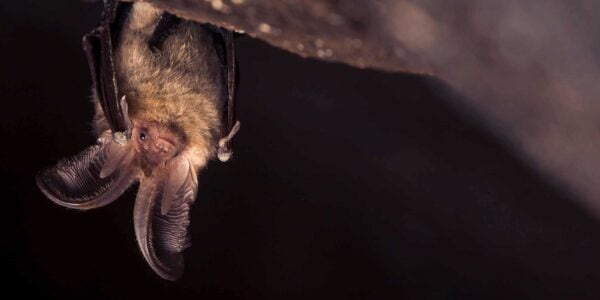 A brown long eared bat haging upside down in a cave.