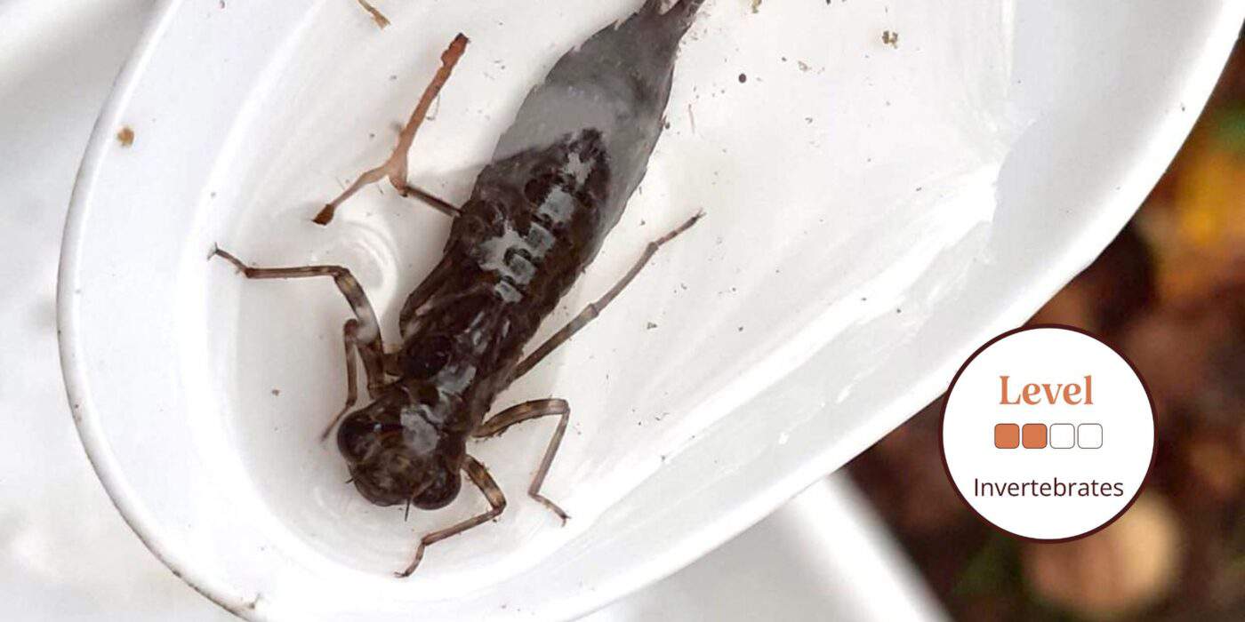 Freshwater invertebrates AIDGAP | Identification Key | Field Studies ...