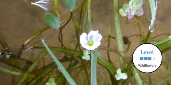 Course promo image. Aquatic plants, beginner to intermediate lvel badge.