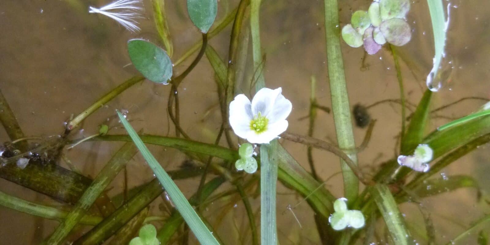 Floating Water Plantain flower.