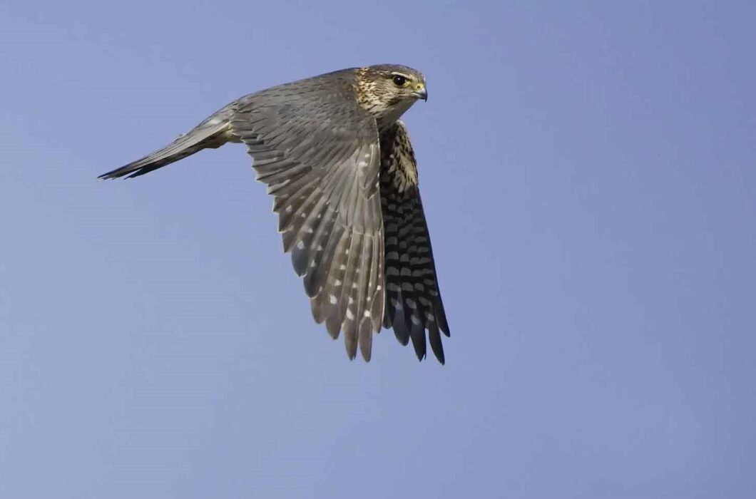 Meet raptor specialist Keith Offord – Field Studies Council