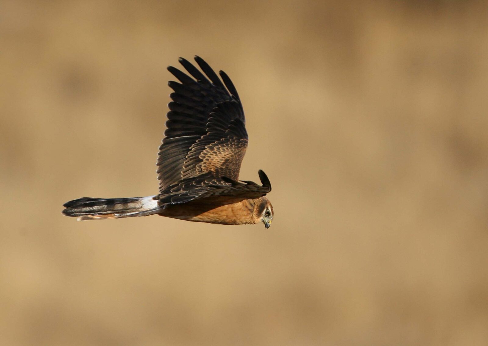Raprors Montagu's Harrier juvenile