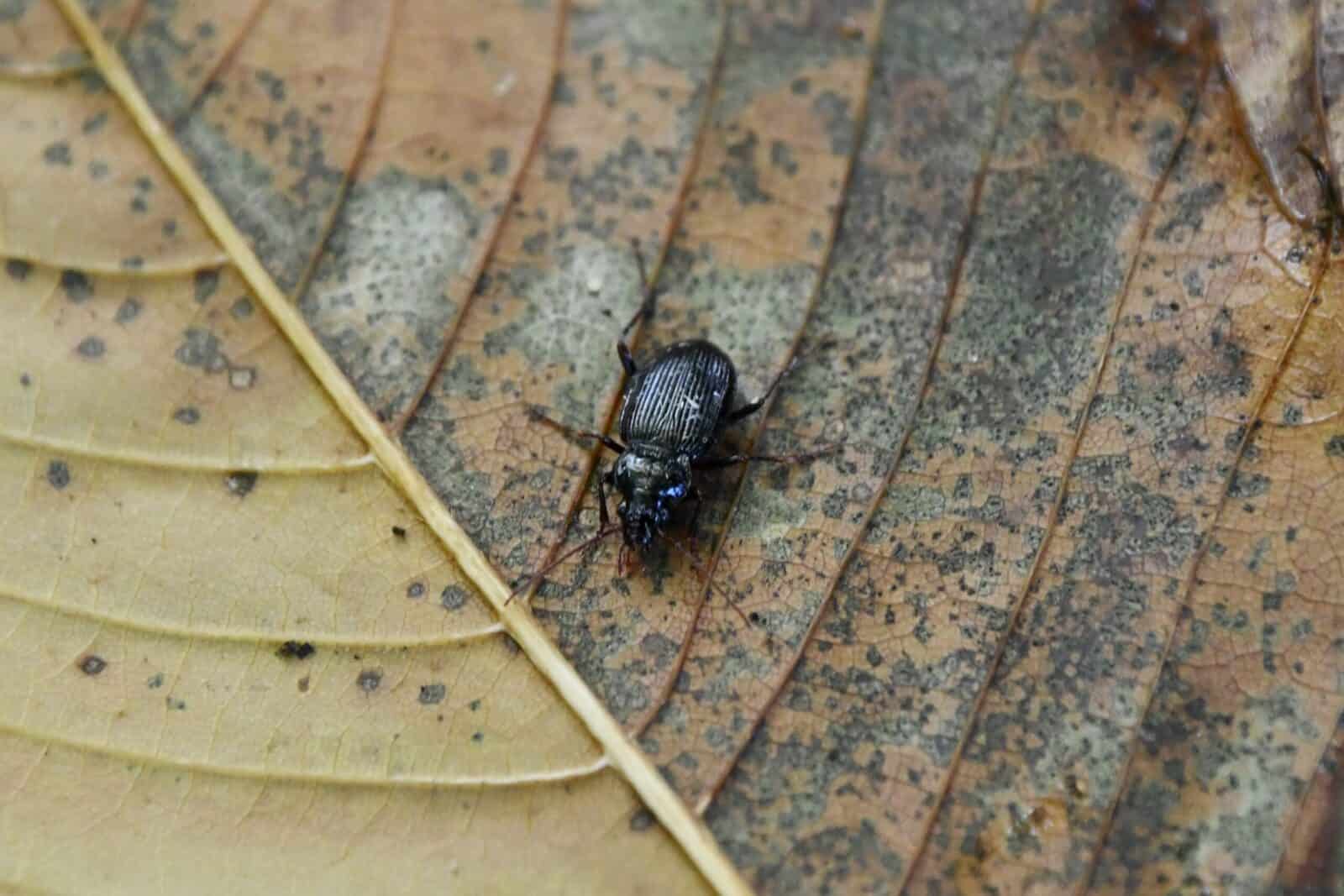 Ground beetle on an autumn leaf.