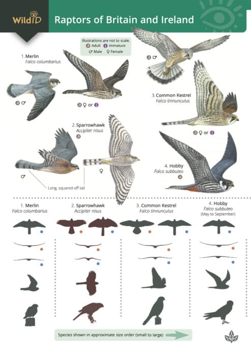 Raptors | Fold-out identification guide | Field Studies Council