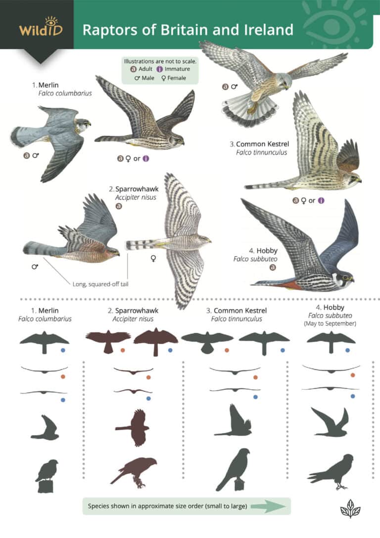 Raptors | Fold-out identification guide | Field Studies Council