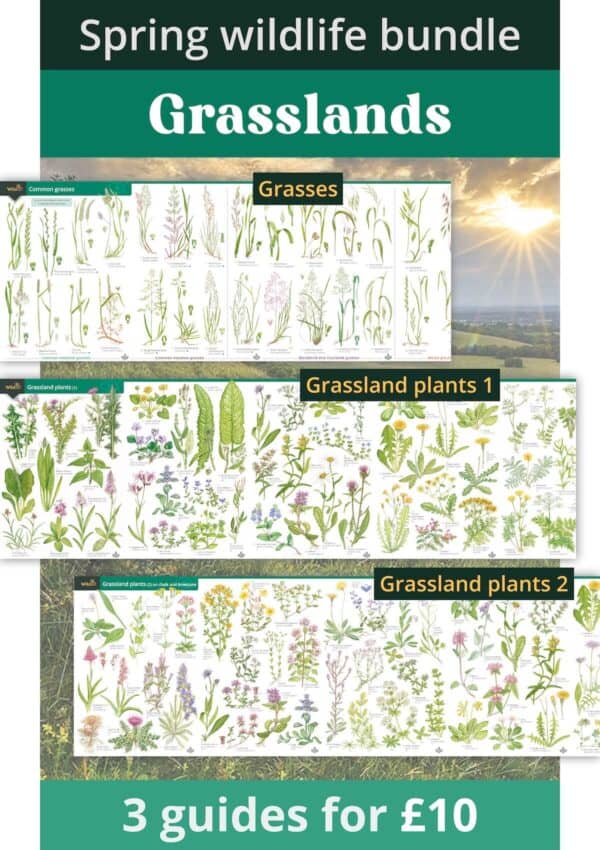 grasslands bundle
