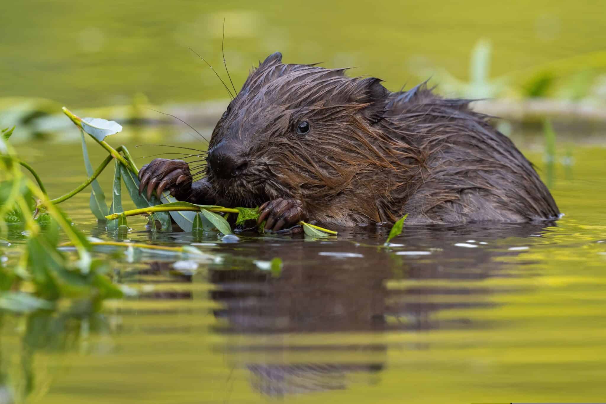 Beaver Ecology and Survey Techniques (Practical) – Field Studies Council