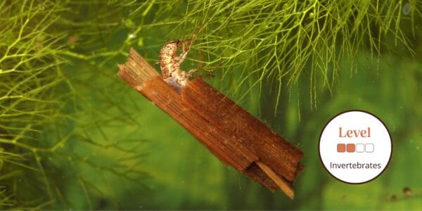 Caddidfly larvae underwater. Promotional image for the Beginners guide to freshwater invertebrates course.