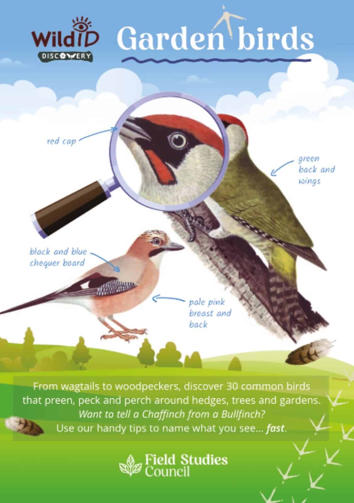 Garden birds Discovery guide