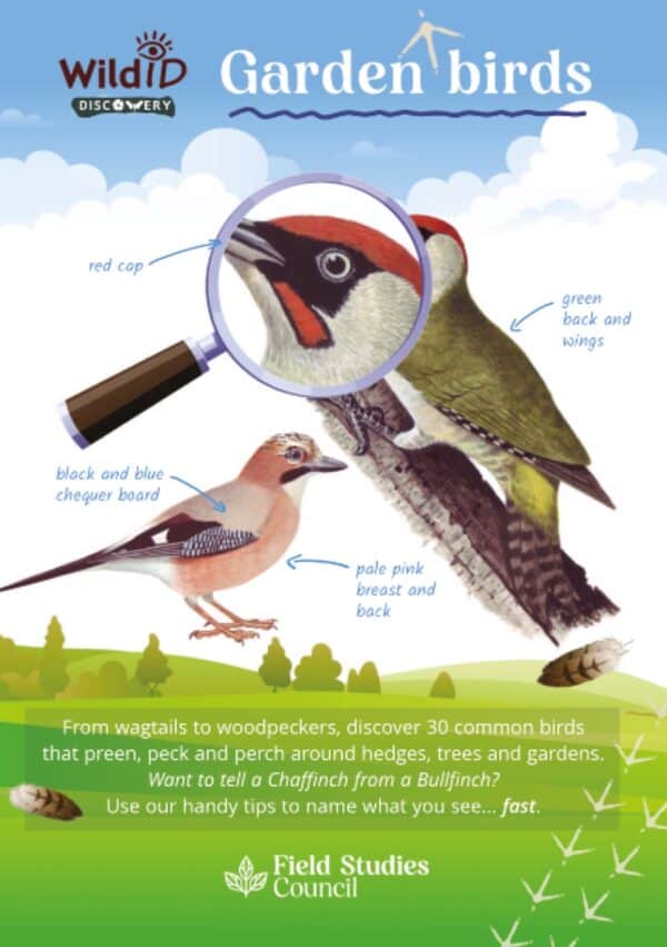 Garden birds Discovery guide