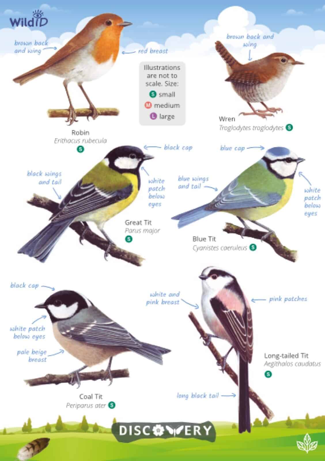 Garden birds Discovery guide