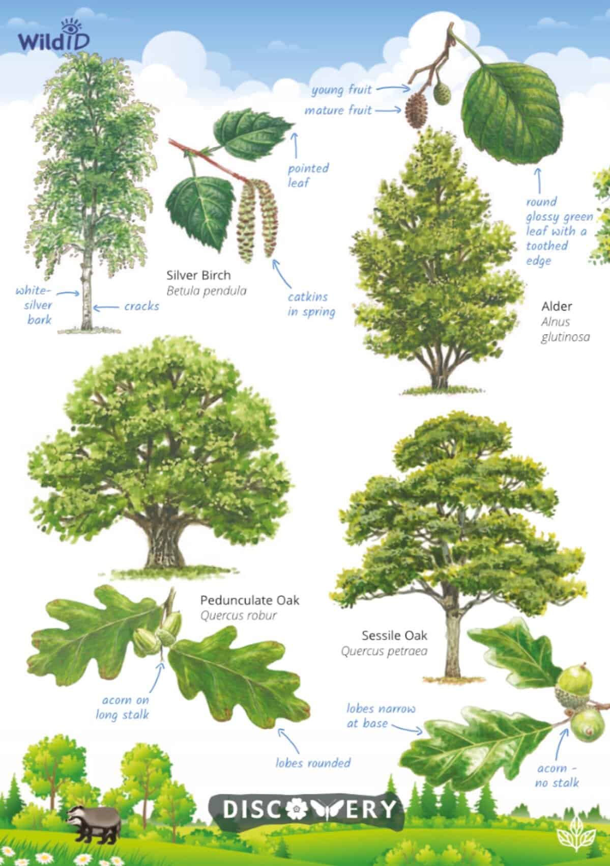 Tree Location Guide Trees and shrubs | Discovery guide | Field Studies Council