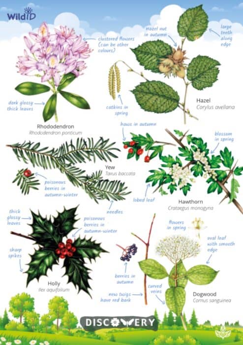 Tree Location Guide Trees and shrubs | Discovery guide | Field Studies Council