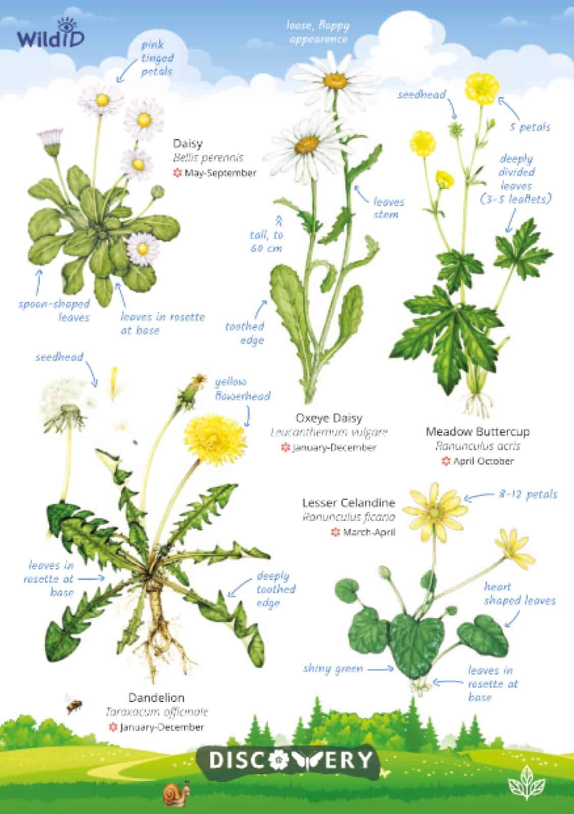 DG03 Wildflowers